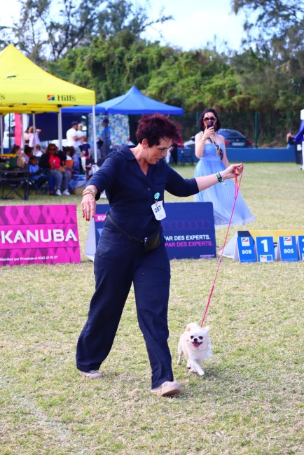 Laisse expositions canines pour petit et moyen chien - Fait main Laisse expositions canines pour petit et moyen chien - Fait main