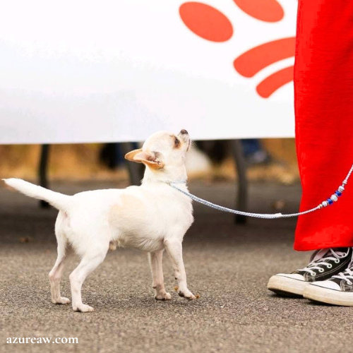 Chien portant une laisse d'exposition pour montrer le rendu | Azureaw