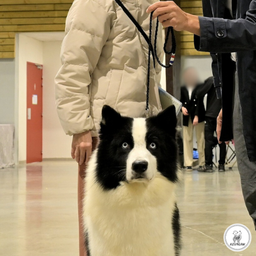 Rendu de la laisse Éclat Praliné sur un chien | Azureaw Illustration du rendu de la laisse Éclat Praliné sur un chien | Azureaw