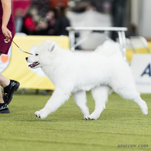 Laisse d'exposition portée – Azureaw Chien portant une laisse d'exposition pour montrer le rendu | Azureaw