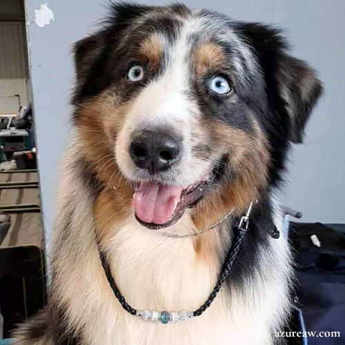 Illustration du rendu d'un laisse mousqueton sur un chien | Azureaw