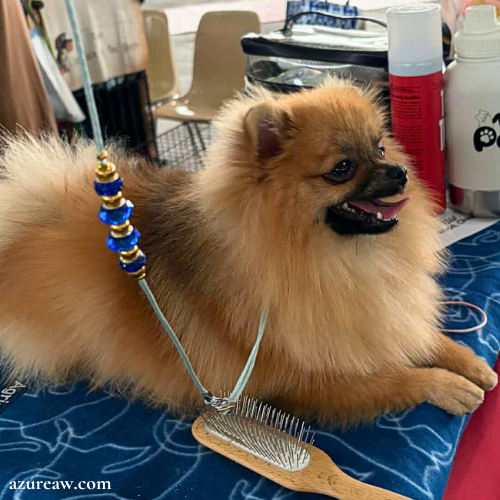 Chien portant une laisse d’exposition pour montrer le rendu | Azureaw