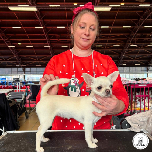 Chien portant une laisse d'exposition pour montrer le rendu | Azureaw