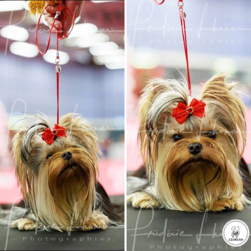 Laisse d’exposition portée par un Yorkshire – Azureaw Chien portant une laisse d’exposition pour montrer le rendu sur le ring | Azureaw