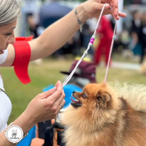 Laisse expositions canines avec sous gorge pour petit/moyen chien - Fait main