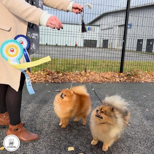 Chiens portant une laisse d’exposition pour montrer le rendu | Azureaw