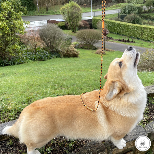 Chien portant une laisse mousqueton pour montrer le rendu | Azureaw