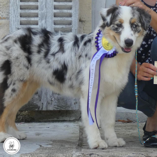 Laisse expositions canines pour petit/moyen chien - Fait main
