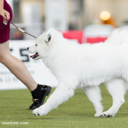 Chien portant une laisse d’exposition pour montrer le rendu | Azureaw