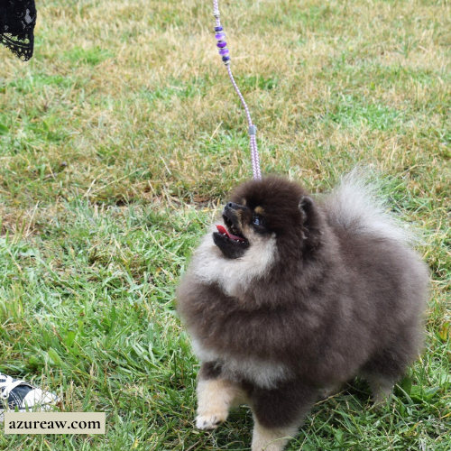 Chien portant une laisse d'exposition pour montrer le rendu | Azureaw