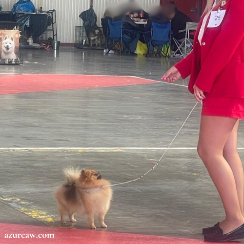 Chien portant une laisse d’exposition pour montrer le rendu | Azureaw