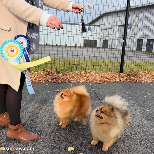 Chiens portant une laisse d’exposition pour montrer le rendu | Azureaw