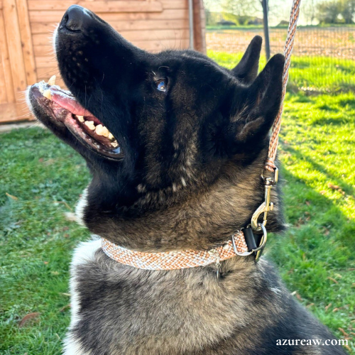 Collier tressé attache biothane porté – Azureaw Chien portant un collier tressé attache Biothane pour montrer le rendu | Azureaw