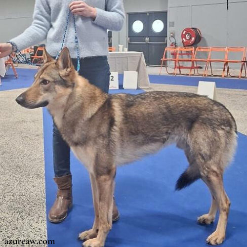 Laisse expositions canines pour grand chien - Fait main
