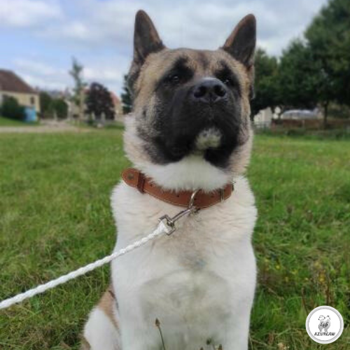 Laisse mousqueton portée – Azureaw Chien portant une laisse mousqueton pour montrer le rendu | Azureaw