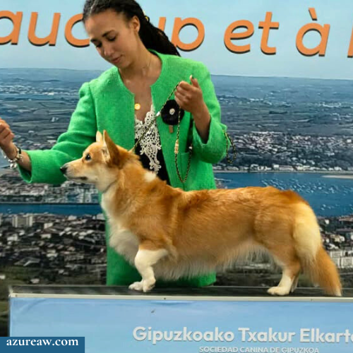 Chien portant une laisse d'exposition pour montrer le rendu | Azureaw