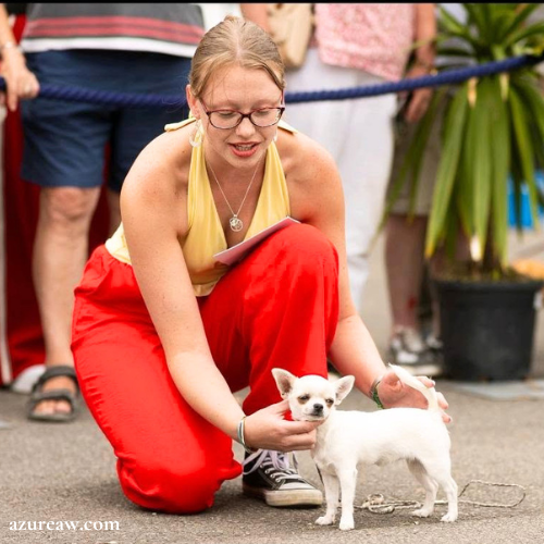 Chien portant une laisse d'exposition pour montrer le rendu | Azureaw