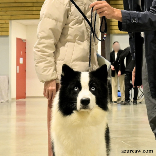 Illustration du rendu d'un laisse mousqueton sur un chien | Azureaw