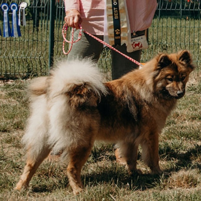 Chien portant une laisse d'exposition pour montrer le rendu | Azureaw