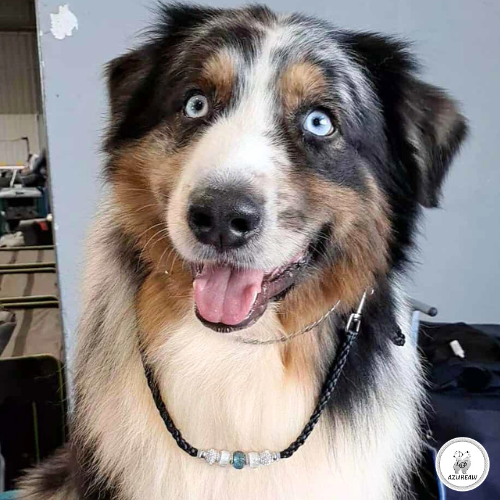 LAISSE MOUSQUETION NOIR TURQUOISE - 6 FILS