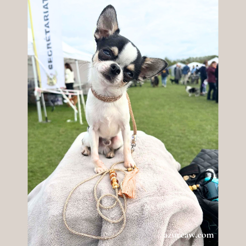 Chien portant une laisse d'exposition Scintillante pour montrer le rendu | Azureaw