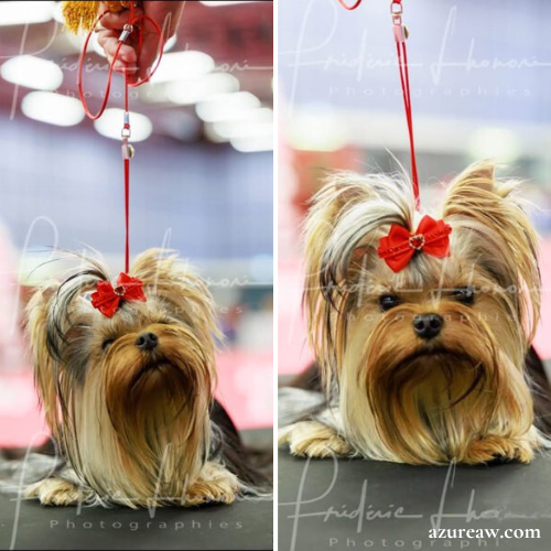 Laisses d’exposition portées – Azureaw Chien portant une laisse d’exposition pour montrer le rendu | Azureaw