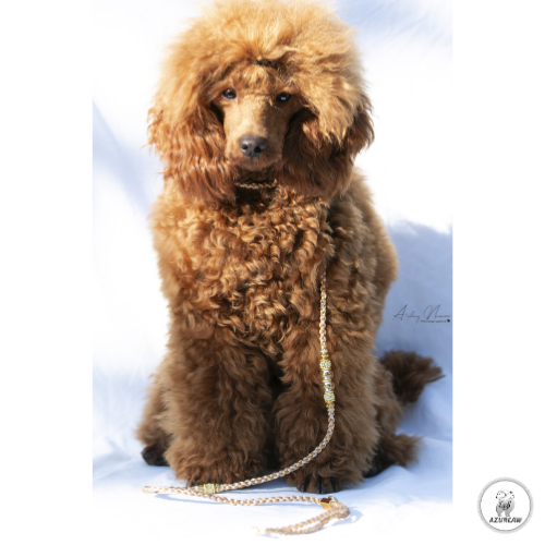 Chien portant une laisse mousqueton pour montrer le rendu | Azureaw