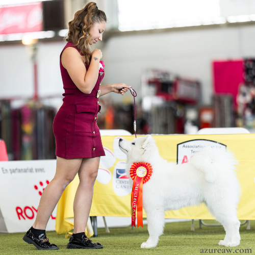 LAISSE GRAND CHIEN - JADE HAMEURY 2 Chien portant une laisse d'exposition pour montrer le rendu | Azureaw
