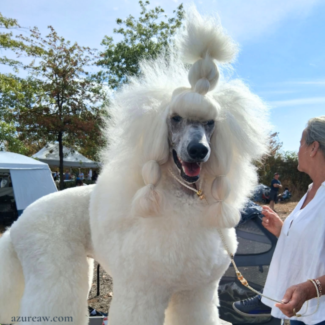 Chien portant une laisse d'exposition pour montrer le rendu | Azureaw