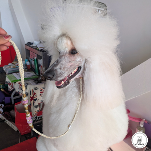 Chien portant une laisse d'exposition pour montrer le rendu | Azureaw