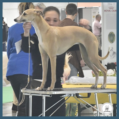 Laisse d'expositions canines pour petit/moyen chien - Fait main