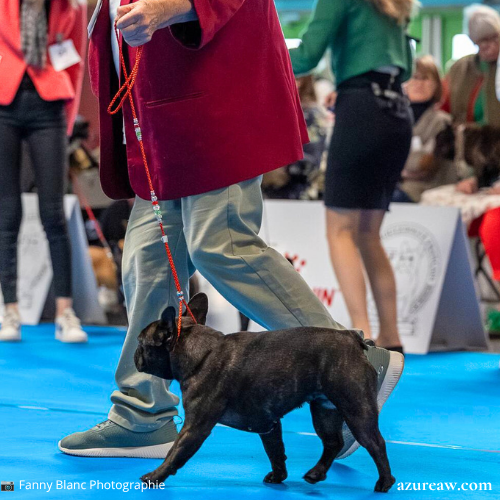 Chien en exposition portant une laisse d’exposition Azureaw vert blanc rouge aux couleurs de l’Italie