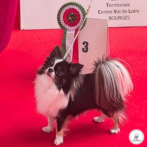 Chien portant une laisse d'exposition pour montrer le rendu | Azureaw