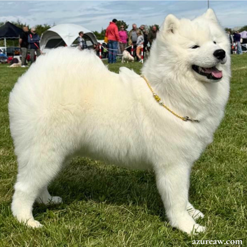 Chien portant une laisse mousqueton pour montrer le rendu | Azureaw