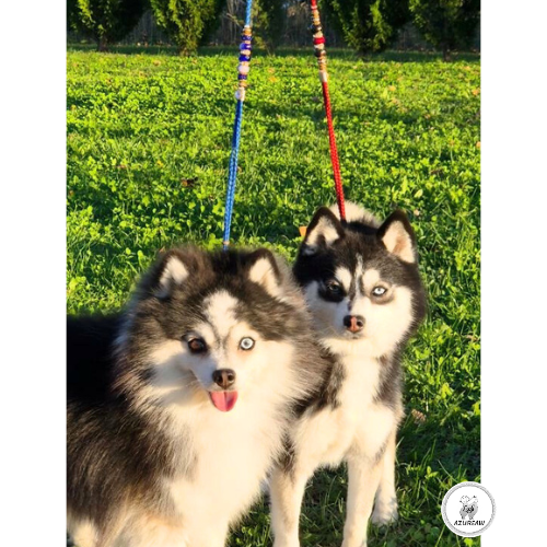 Chien portant une laisse d'exposition pour montrer le rendu | Azureaw