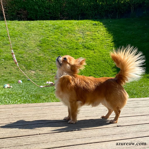 Chien portant une laisse d'exposition pour montrer le rendu | Azureaw