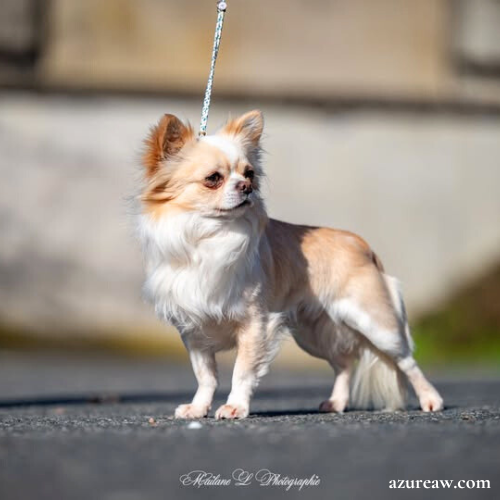 Chien portant une laisse d'exposition pour montrer le rendu | Azureaw