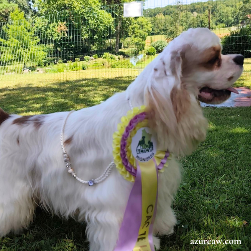 Chien portant une laisse d’exposition pour montrer le rendu | Azureaw