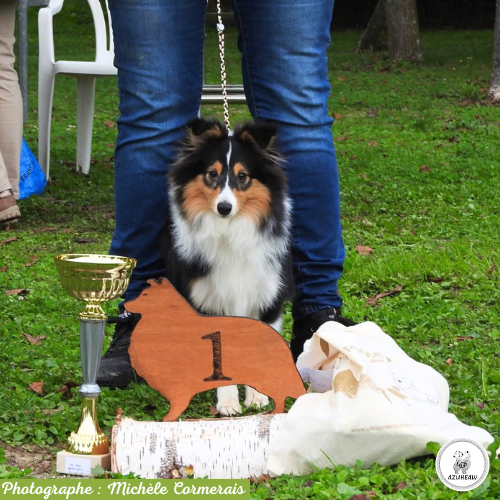 Chien portant une laisse d'exposition pour montrer le rendu | Azureaw