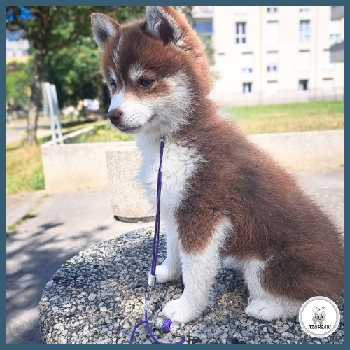 Chien portant une laisse d’exposition pour montrer le rendu | Azureaw