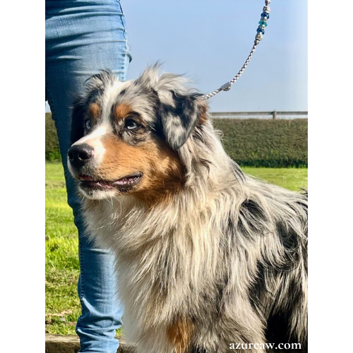 Chien portant une laisse d'exposition pour montrer le rendu | Azureaw