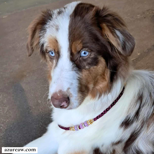 Laisse mousqueton portée – Azureaw Chien portant une laisse mousqueton pour montrer le rendu | Azureaw