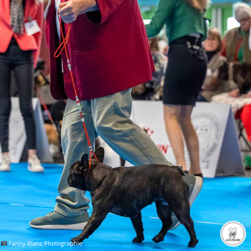 Laisse d’exposition Azureaw aux couleurs de l’Italie portée par un chien en concours canin Chien en exposition portant une laisse d’exposition Azureaw vert blanc rouge aux couleurs de l’Italie