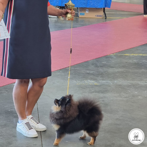 Laisse expositions canines mini chien avec sous gorge - Fait main Laisse expositions canines mini chien avec sous gorge - Fait main