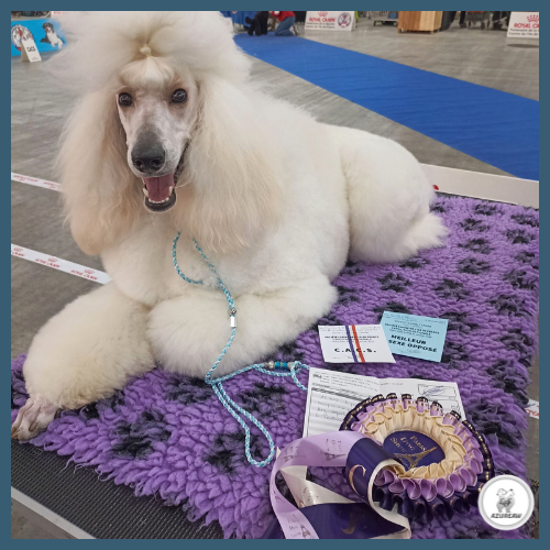 Laisse expositions canines grand chien - Fait main Laisse expositions canines grand chien - Fait main