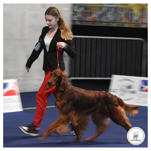 Chien portant une laisse d'exposition pour montrer le rendu | Azureaw