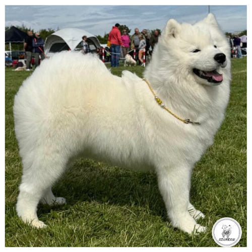 Chien portant une laisse mousqueton pour montrer le rendu | Azureaw
