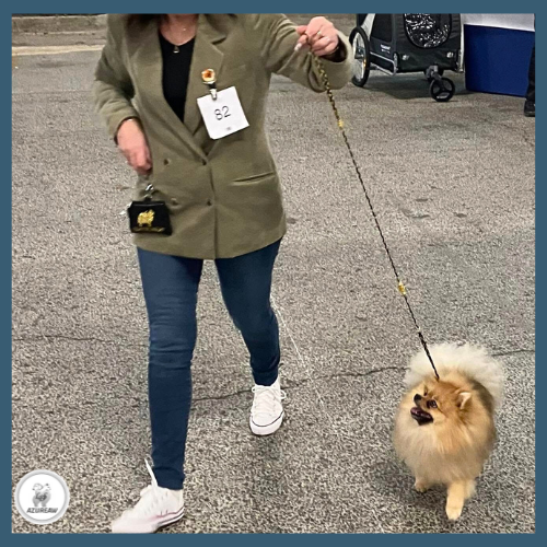 Laisse expositions canines LUXE PAILLETÉE petit/moyen chien - Fait main