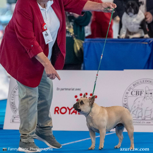 Chien portant une laisse d'exposition pour montrer le rendu | Azureaw