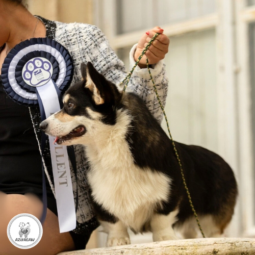Chien portant une laisse d'exposition pour montrer le rendu | Azureaw